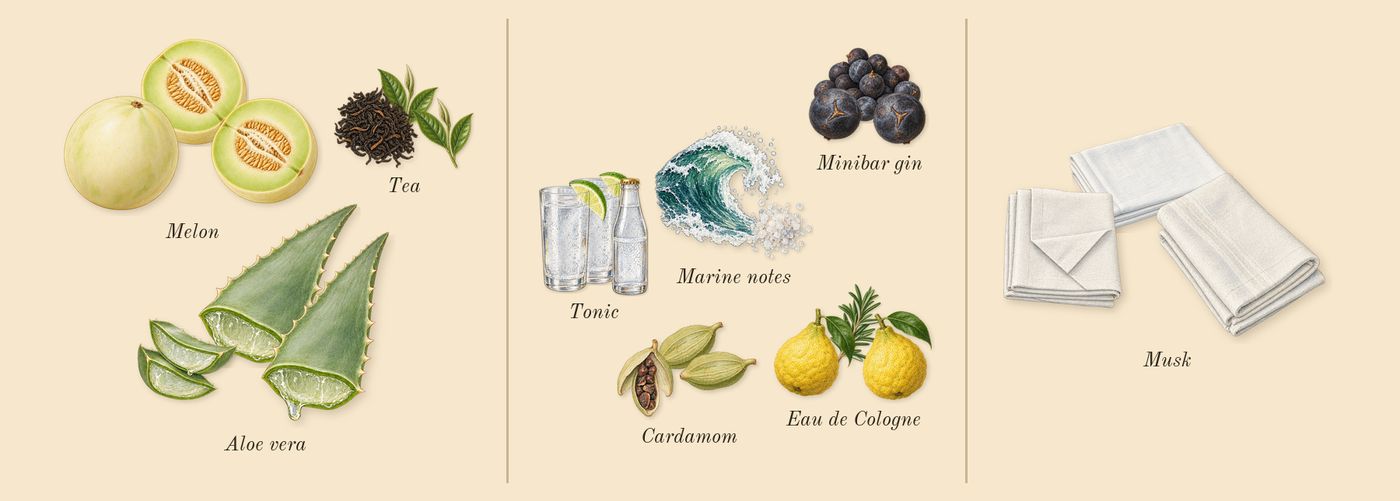 After Sun’s scent picture, a draft: aloe vera, tea, melon, cardamom, eau de cologne, marine notes drawn so far; dashed outlines where nothing is drawn yet