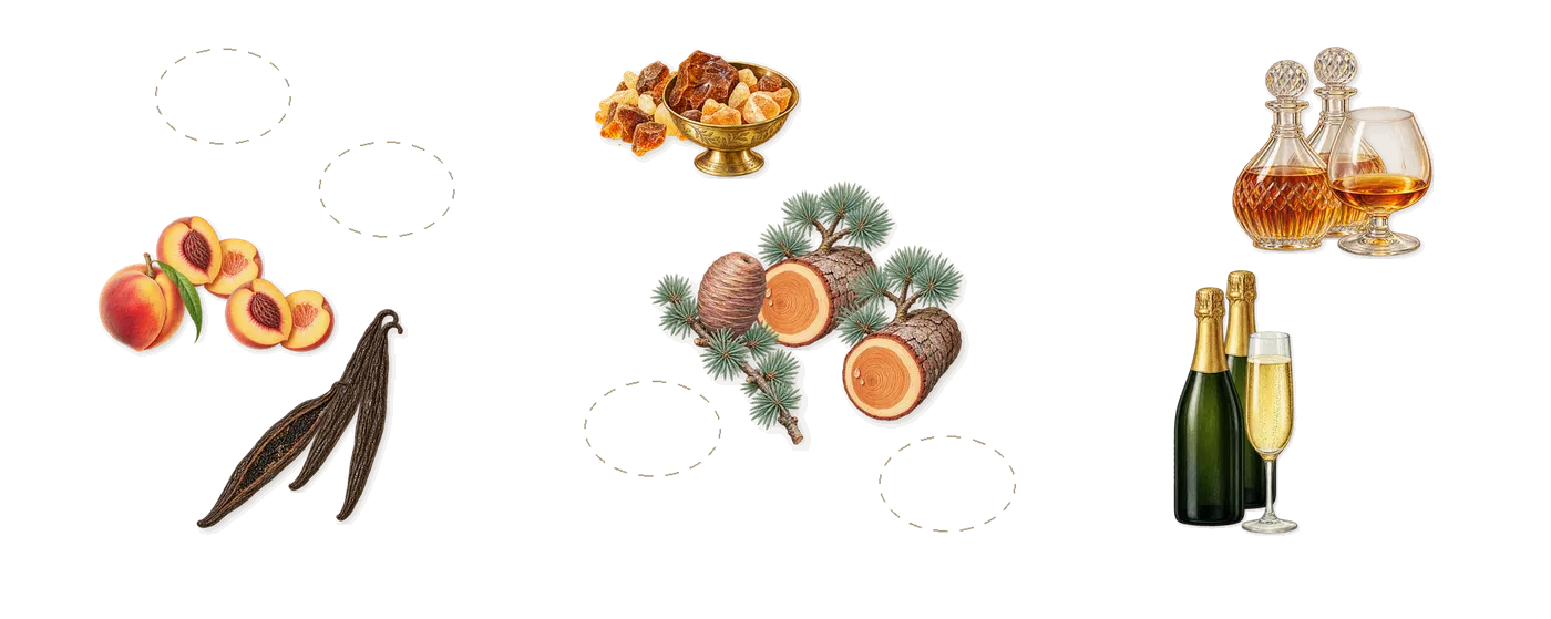 Grand Cuvée’s scent picture, a draft: vanilla, peach, amber, cedar, cognac, champagne drawn so far; dashed outlines where nothing is drawn yet