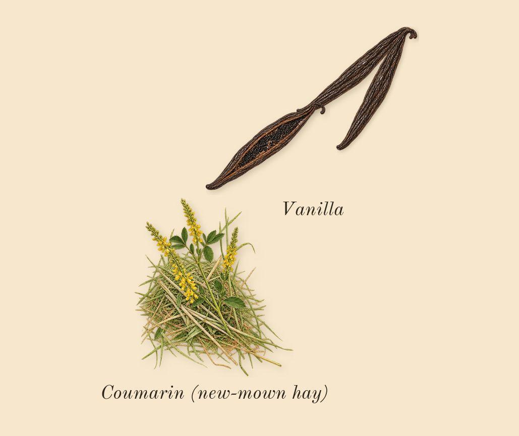 Born in Roma Donna Extradose, dry-down: Vanilla, Coumarin (new-mown hay)