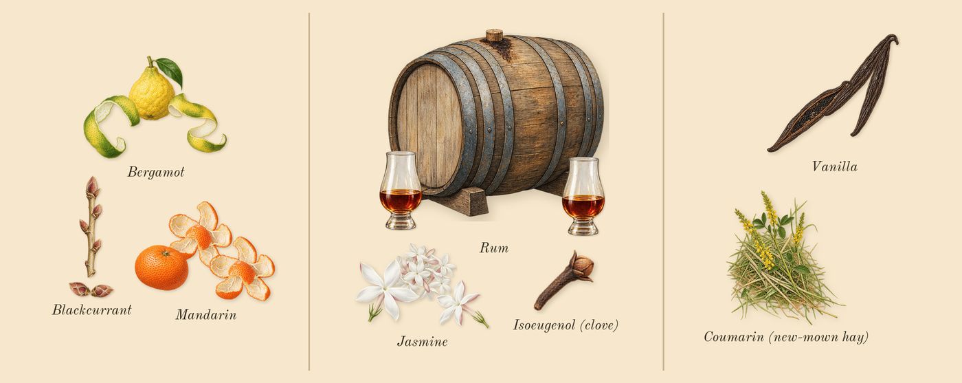 Born in Roma Donna Extradose’s scent picture, a draft: blackcurrant, bergamot, mandarin, rum, jasmine, vanilla drawn so far; dashed outlines where nothing is drawn yet