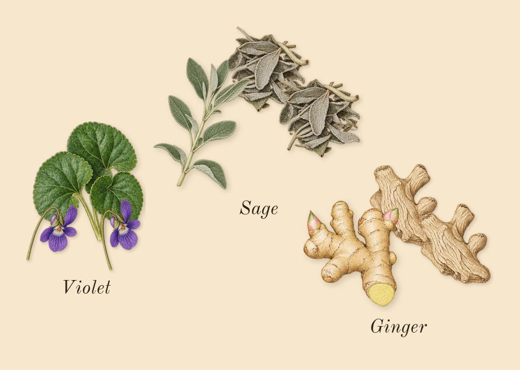 Born in Roma Uomo, top notes: Violet, Sage, Ginger