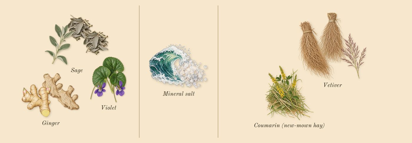 Born in Roma Uomo’s scent picture, a draft: violet, sage, vetiver, mineral salt, ginger, coumarin (new-mown hay) drawn so far; dashed outlines where nothing is drawn yet