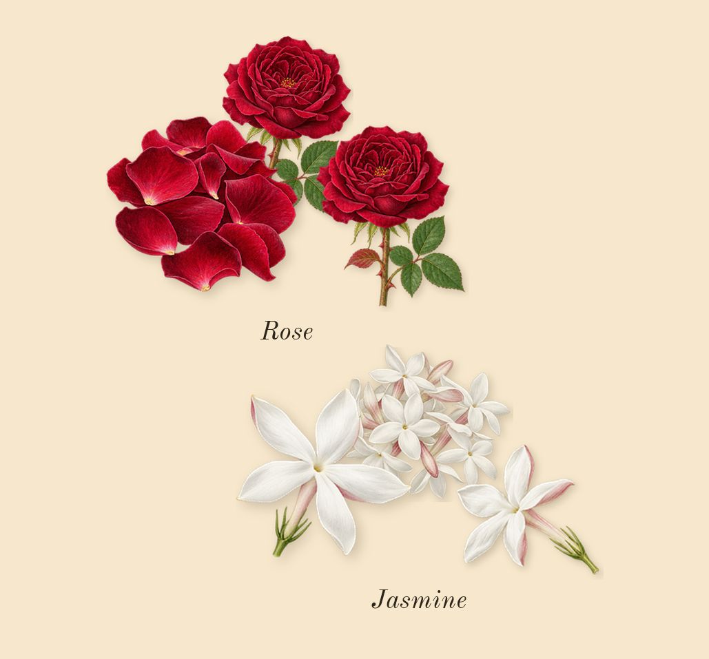 Donna Born in Roma Coral Fantasy, heart: Rose, Jasmine