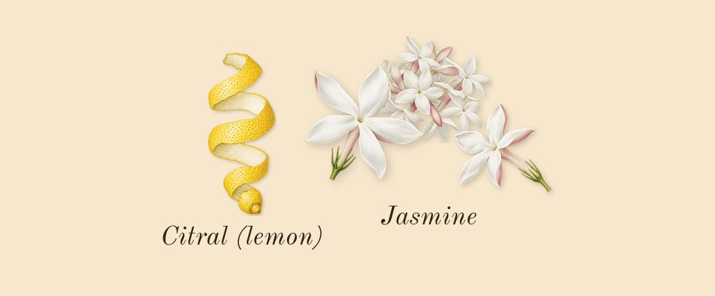 Donna Born in Roma, top notes: Jasmine, Citral (lemon)