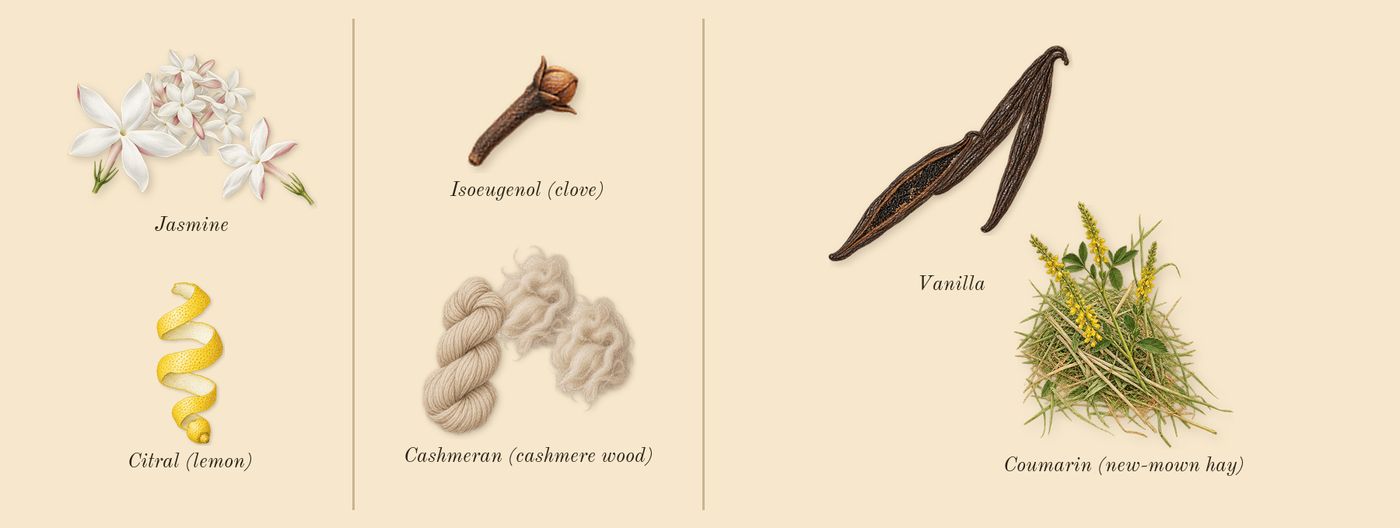Donna Born in Roma’s scent picture, a draft: jasmine, cashmeran (cashmere wood), vanilla, coumarin (new-mown hay), citral (lemon), isoeugenol (clove) drawn so far; dashed outlines where nothing is drawn yet