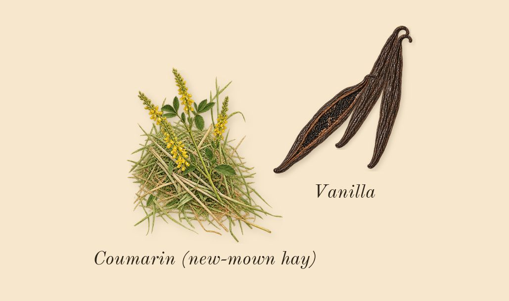 Donna Born in Roma Green Stravaganza, dry-down: Vanilla, Coumarin (new-mown hay)