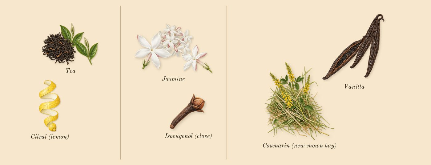 Donna Born in Roma Green Stravaganza’s scent picture, a draft: tea, jasmine, vanilla, coumarin (new-mown hay), citral (lemon), isoeugenol (clove) drawn so far; dashed outlines where nothing is drawn yet