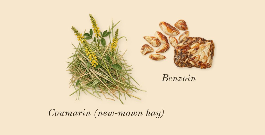 Donna Born in Roma Intense, dry-down: Benzoin, Coumarin (new-mown hay)