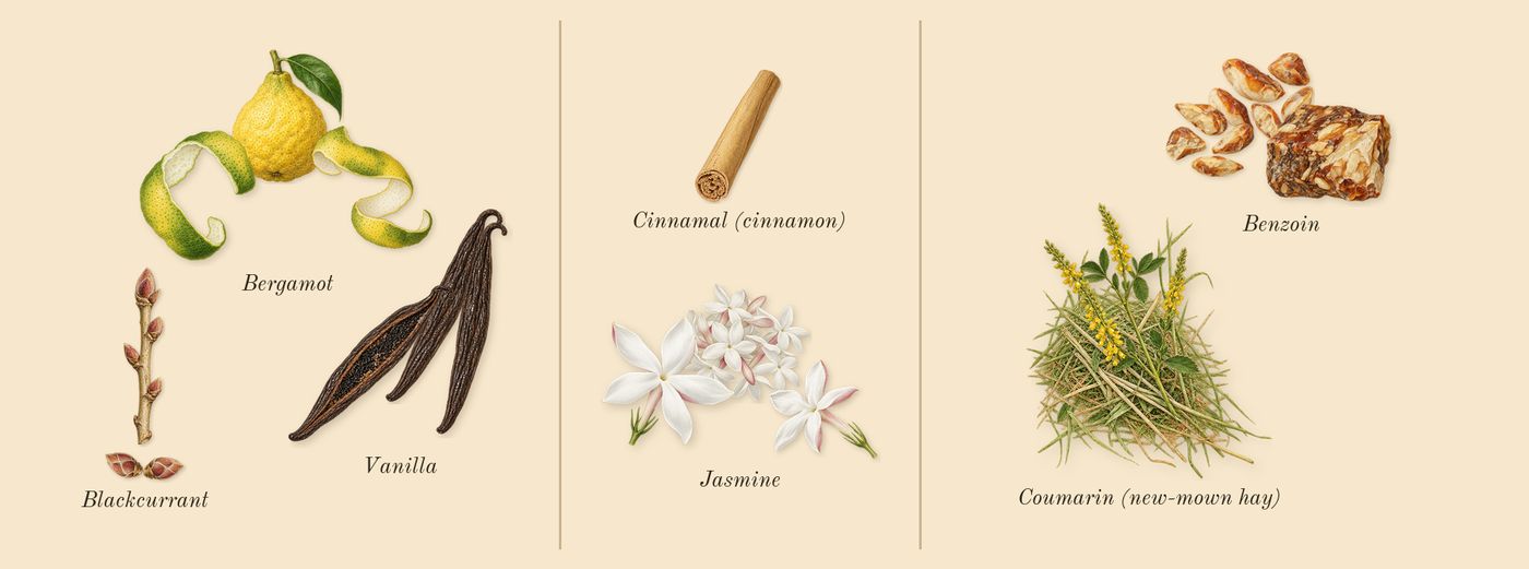 Donna Born in Roma Intense’s scent picture, a draft: vanilla, bergamot, blackcurrant, jasmine, benzoin, coumarin (new-mown hay) drawn so far; dashed outlines where nothing is drawn yet