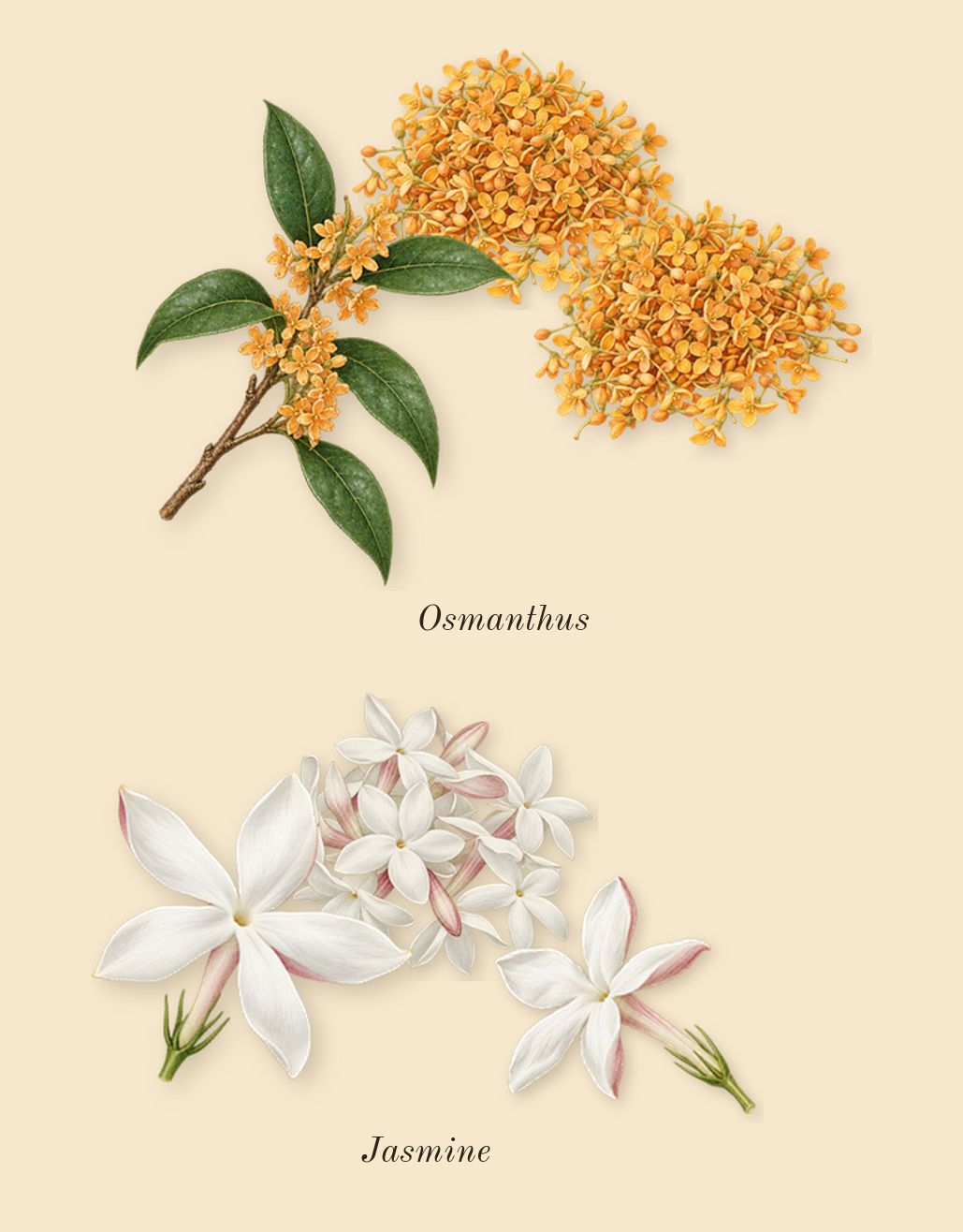 Donna Born in Roma Purple Melancholia, heart: Osmanthus, Jasmine