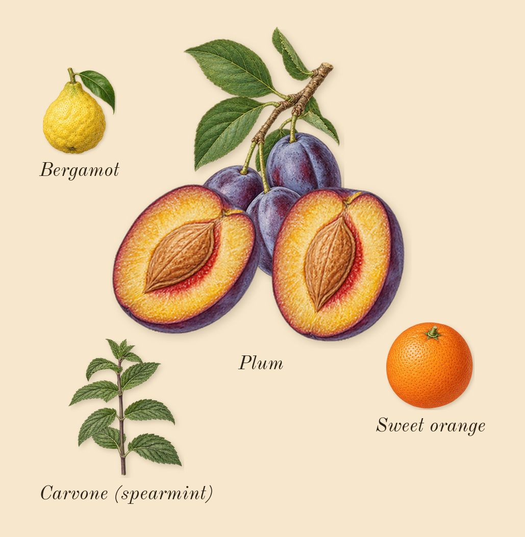 Donna Born in Roma Purple Melancholia, top notes: Plum, Bergamot, Sweet orange, Carvone (spearmint)
