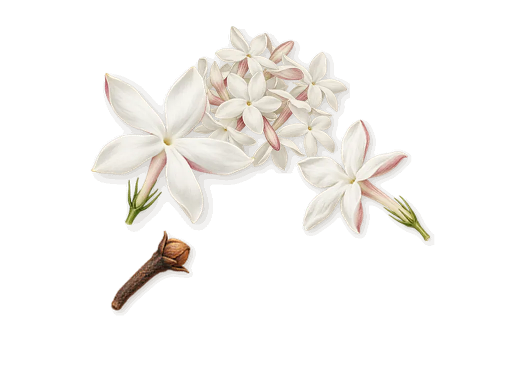 Donna Born in Roma Ruby, as it settles: Jasmine, Isoeugenol (clove)