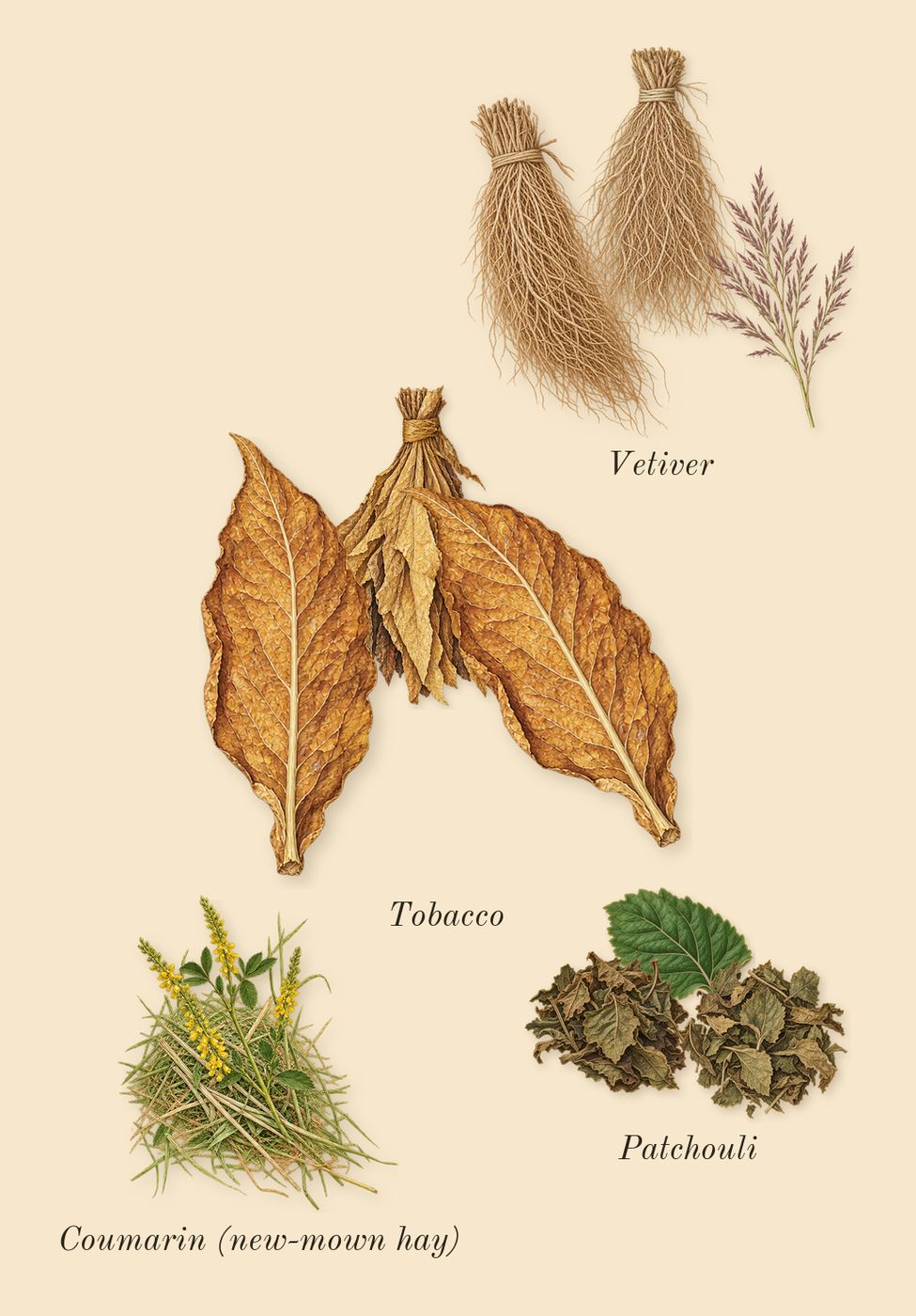 Uomo Born in Roma Coral Fantasy, dry-down: Tobacco, Vetiver, Patchouli, Coumarin (new-mown hay)