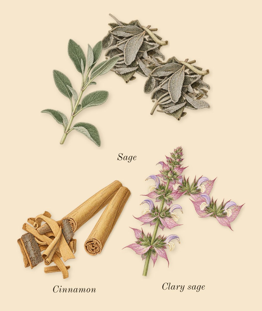 Uomo Born in Roma Coral Fantasy, heart: Sage, Cinnamon, Clary sage