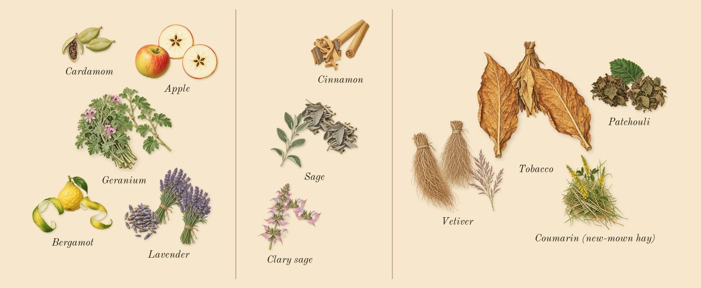 Uomo Born in Roma Coral Fantasy’s scent picture, a draft: apple, sage, tobacco, cinnamon, bergamot, cardamom drawn so far; dashed outlines where nothing is drawn yet