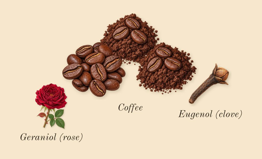 Uomo Born in Roma Green Stravaganza, heart: Coffee, Geraniol (rose), Eugenol (clove)