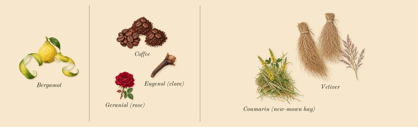 Uomo Born in Roma Green Stravaganza’s scent picture, a draft: bergamot, coffee, vetiver, coumarin (new-mown hay), geraniol (rose), eugenol (clove) drawn so far; dashed outlines where nothing is drawn yet