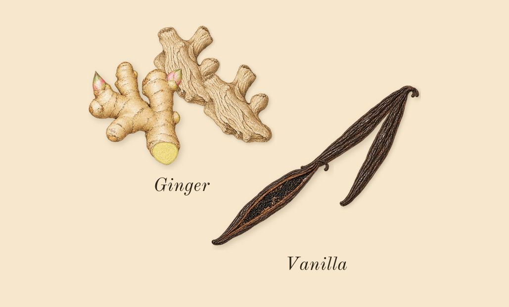 Uomo Born in Roma Intense, top notes: Vanilla, Ginger