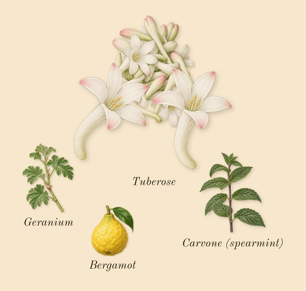 Vendetta Donna, top notes: Tuberose, Bergamot, Geranium, Carvone (spearmint)