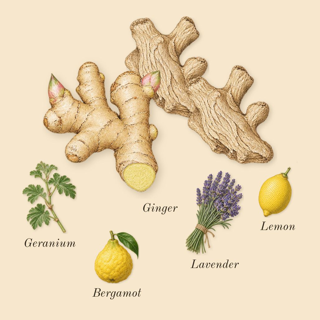 Vendetta Uomo, top notes: Ginger, Bergamot, Lemon, Lavender, Geranium