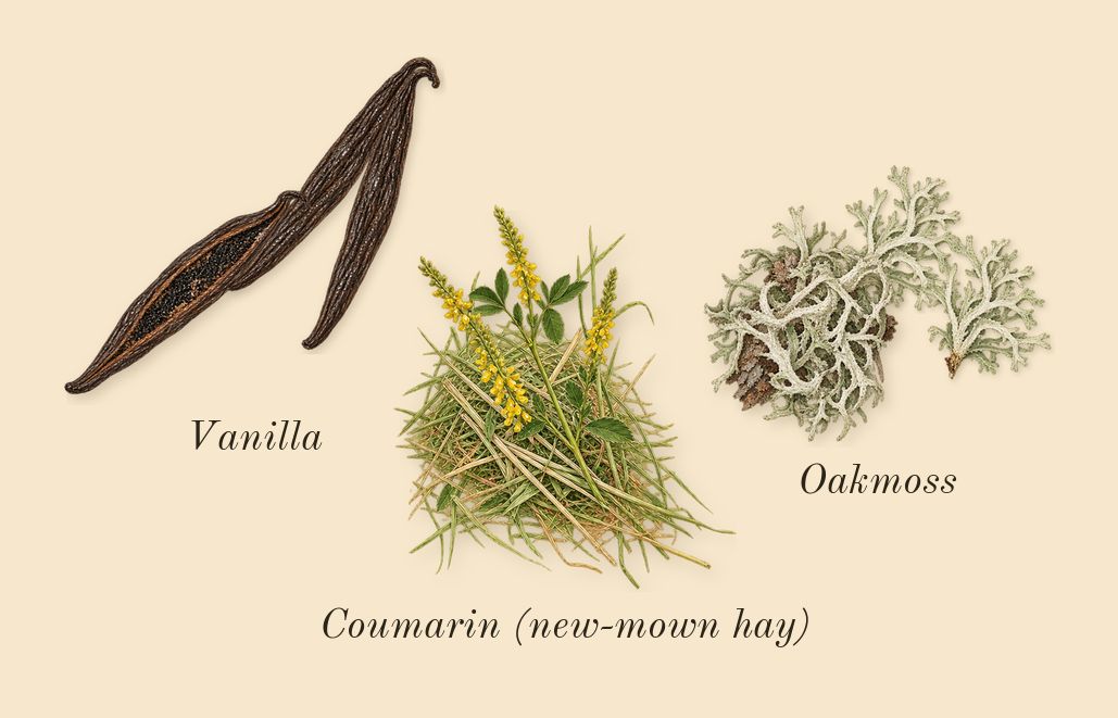 Voce Viva, dry-down: Oakmoss, Vanilla, Coumarin (new-mown hay)