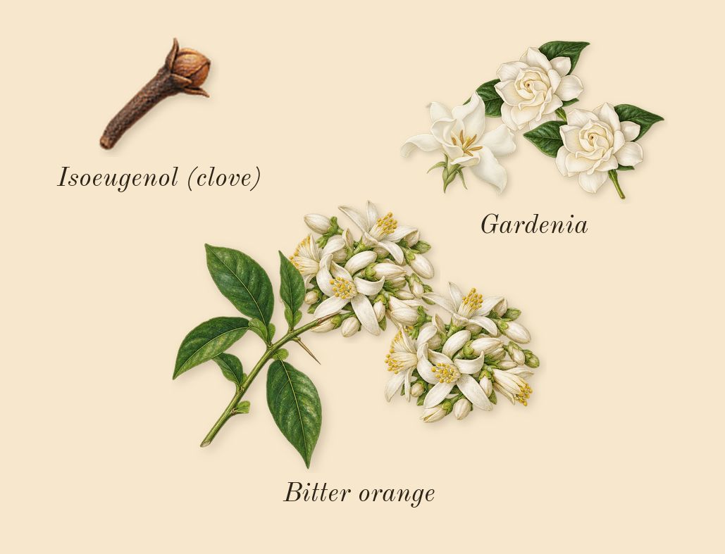 Voce Viva, heart: Bitter orange, Gardenia, Isoeugenol (clove)