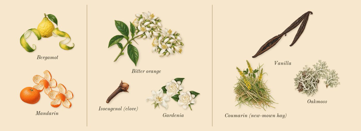 Voce Viva’s scent picture, a draft: bergamot, bitter orange, oakmoss, vanilla, mandarin, gardenia drawn so far; dashed outlines where nothing is drawn yet