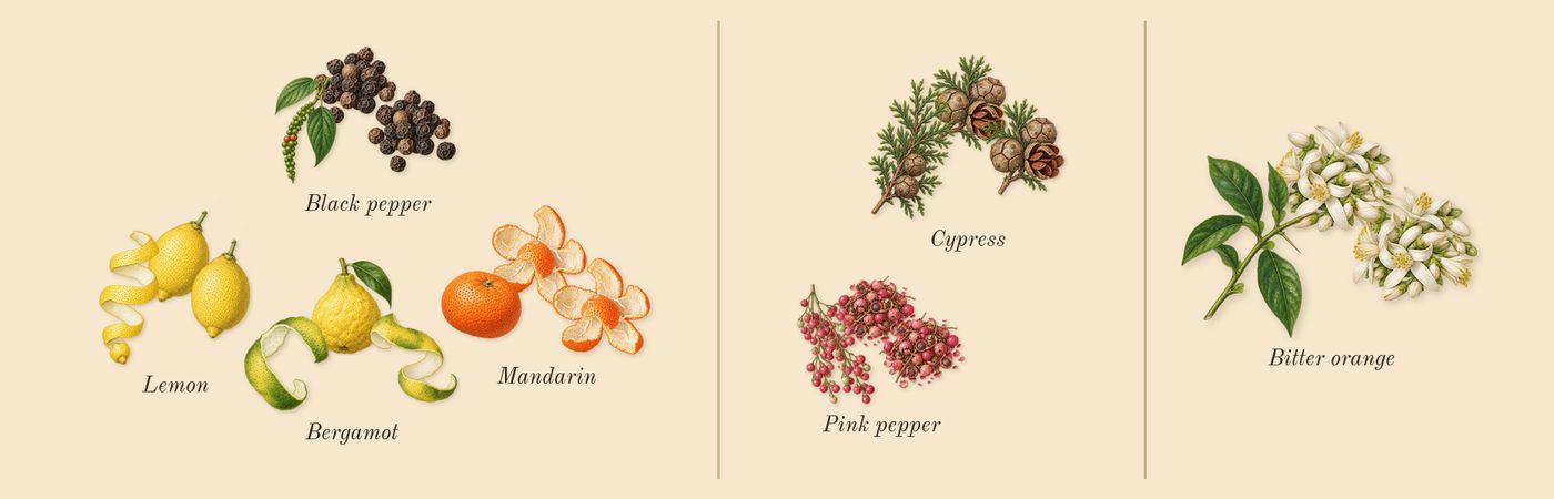 Néroli Amara’s scent picture, a draft: lemon, mandarin, bergamot, pink pepper, cypress, bitter orange drawn so far; dashed outlines where nothing is drawn yet