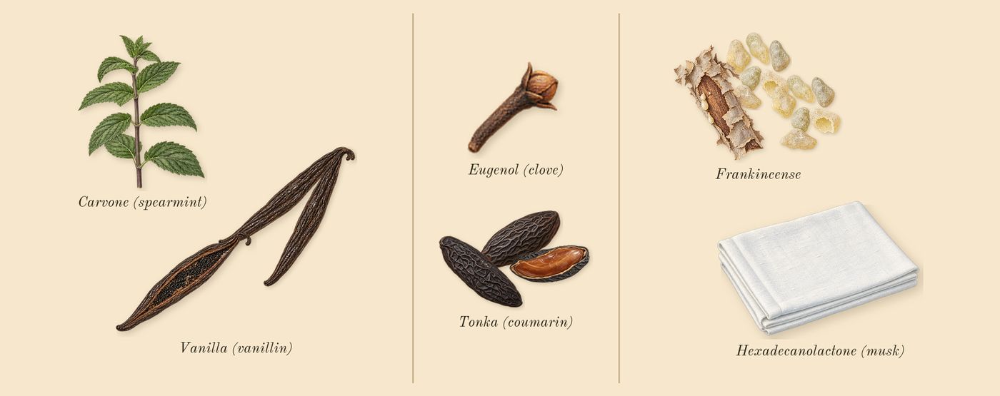 Vanilla Barka’s scent picture, a draft: vanilla (vanillin), tonka (coumarin), frankincense, eugenol (clove), carvone (spearmint), hexadecanolactone (musk) drawn so far; dashed outlines where nothing is drawn yet