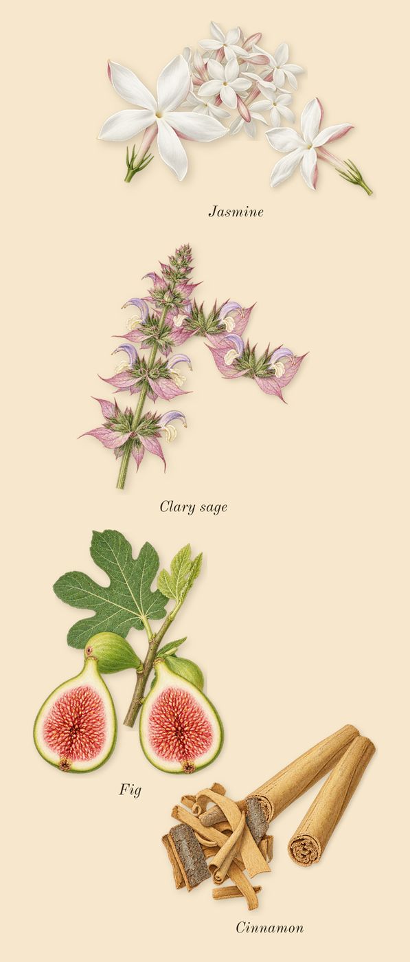 Délices des Bois, heart: Fig, Jasmine, Clary sage, Cinnamon