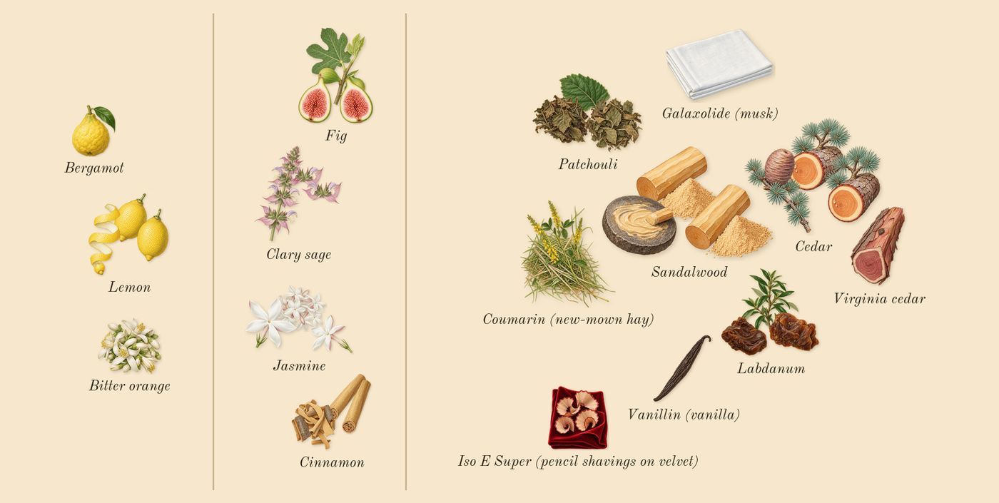 Délices des Bois’s scent picture, a draft: lemon, fig, jasmine, sandalwood, patchouli, cedar drawn so far; dashed outlines where nothing is drawn yet