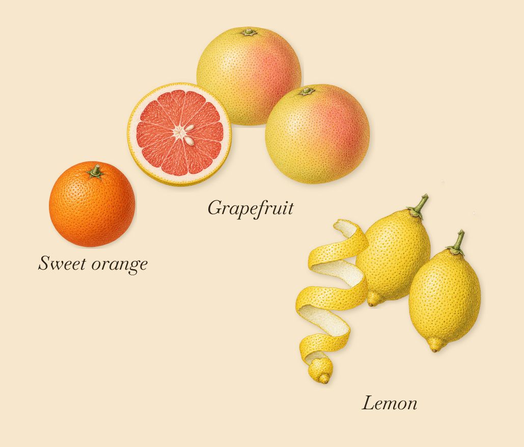 Cédrat de Diamante, when you spray it: Lemon, Grapefruit, Sweet orange