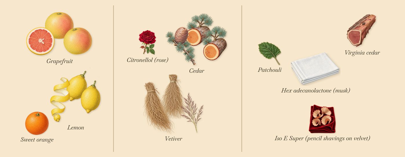 Cédrat de Diamante’s scent picture, a draft: lemon, grapefruit, vetiver, cedar, virginia cedar, patchouli drawn so far; dashed outlines where nothing is drawn yet