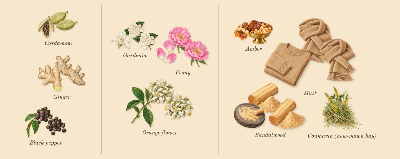Crystal Noir’s scent picture, a draft: cardamom, black pepper, ginger, gardenia, peony, orange flower drawn so far; dashed outlines where nothing is drawn yet