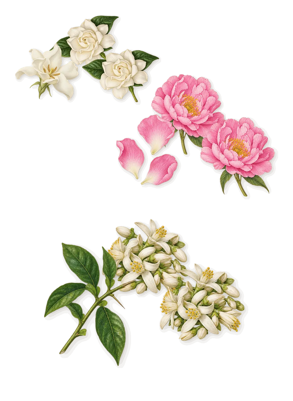 Crystal Noir, as it settles: Gardenia, Peony, Orange flower