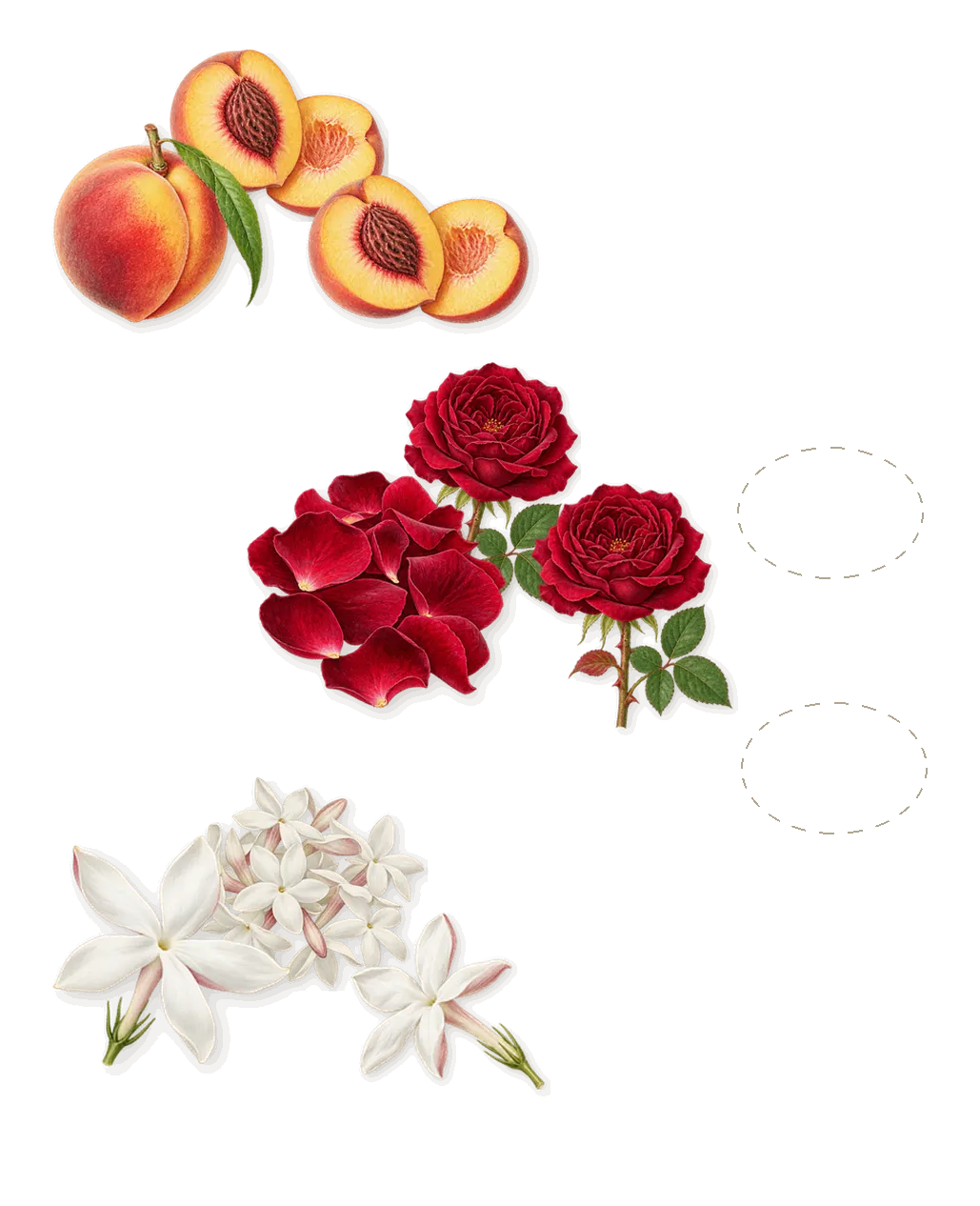 Dylan Blue Pour Femme, as it settles: Rose, Pétalia, Rosyfolia, Jasmine, Peach
