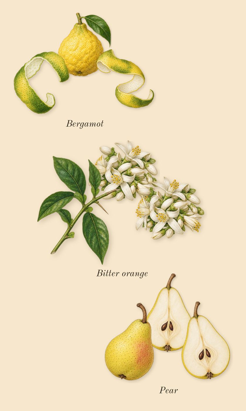 Dylan Purple, top notes: Bitter orange, Pear, Bergamot