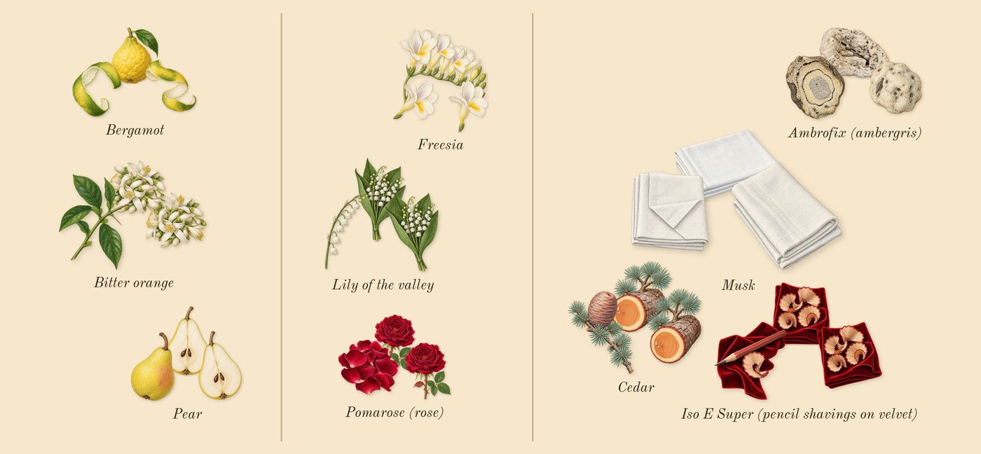 Dylan Purple’s scent picture, a draft: bitter orange, pear, bergamot, freesia, pomarose (rose), lily of the valley drawn so far; dashed outlines where nothing is drawn yet