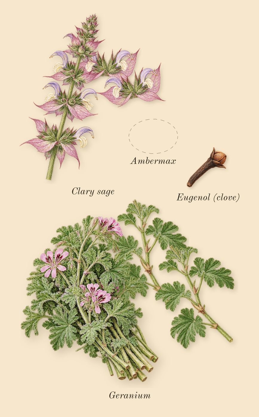 Eros, heart: Geranium, Clary sage, Ambermax, Eugenol (clove)