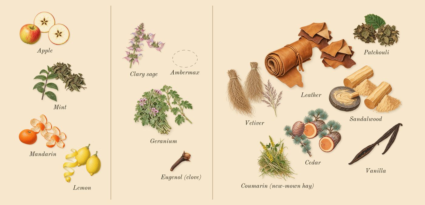 Eros’s scent picture, a draft: lemon, mandarin, mint, apple, geranium, clary sage drawn so far; dashed outlines where nothing is drawn yet