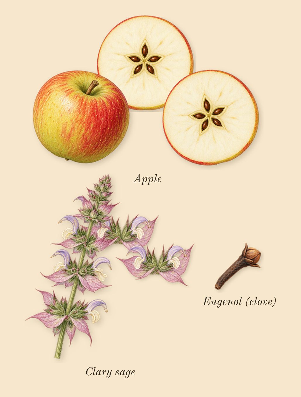 Eros, heart: Apple, Clary sage, Eugenol (clove)