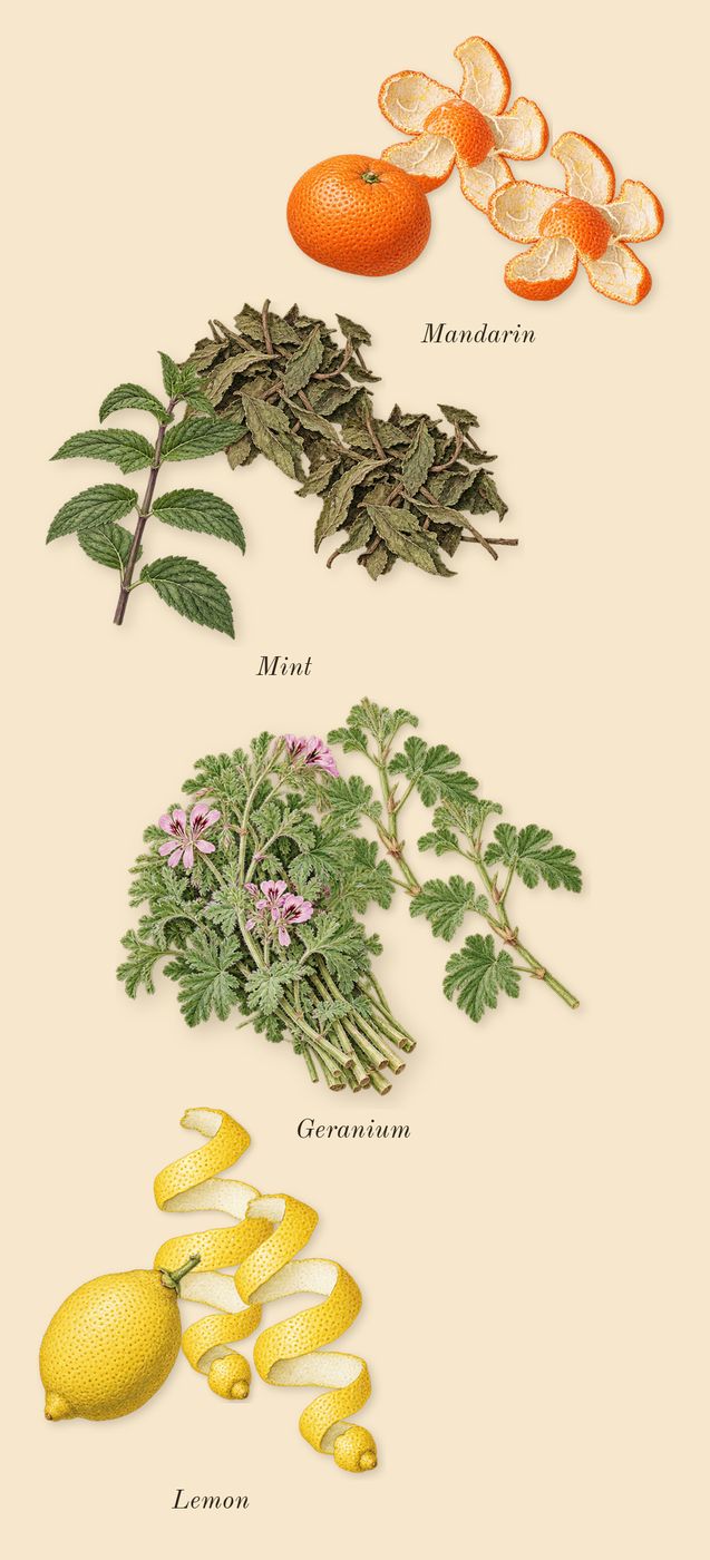 Eros, top notes: Mint, Lemon, Geranium, Mandarin