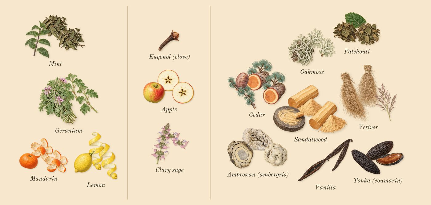 Eros’s scent picture, a draft: mint, lemon, apple, tonka (coumarin), ambroxan (ambergris), geranium drawn so far; dashed outlines where nothing is drawn yet
