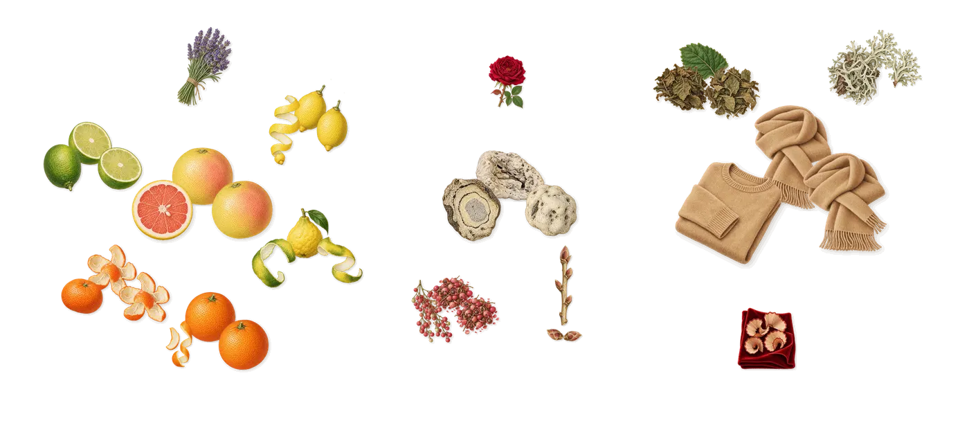 Eros Energy’s scent picture, a draft: bergamot, sweet orange, lime, mandarin, grapefruit, lemon drawn so far; dashed outlines where nothing is drawn yet
