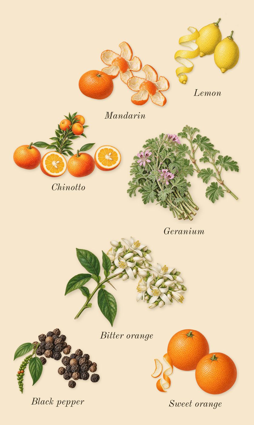 Eros Flame, top notes: Chinotto, Black pepper, Lemon, Mandarin, Bitter orange, Geranium, Sweet orange