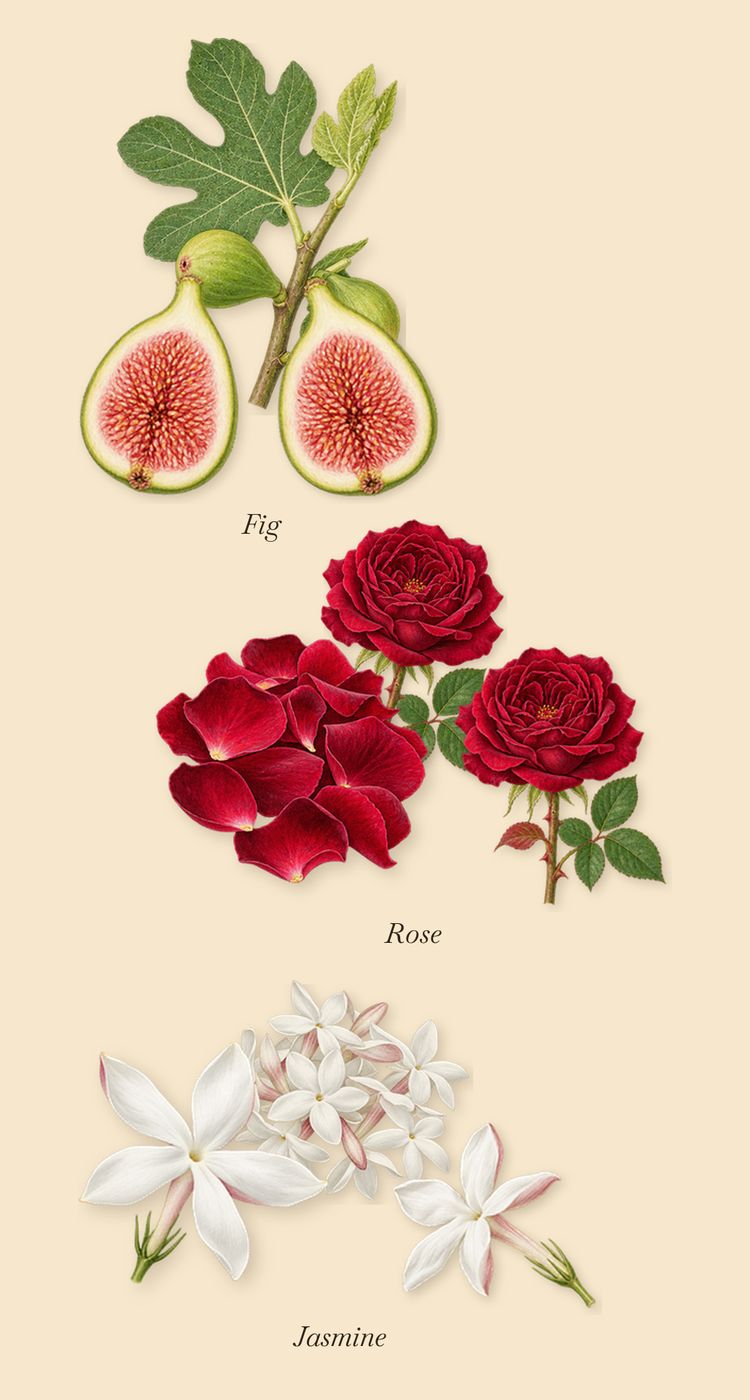 Figue Blanche, as it settles: Fig, Jasmine, Rose