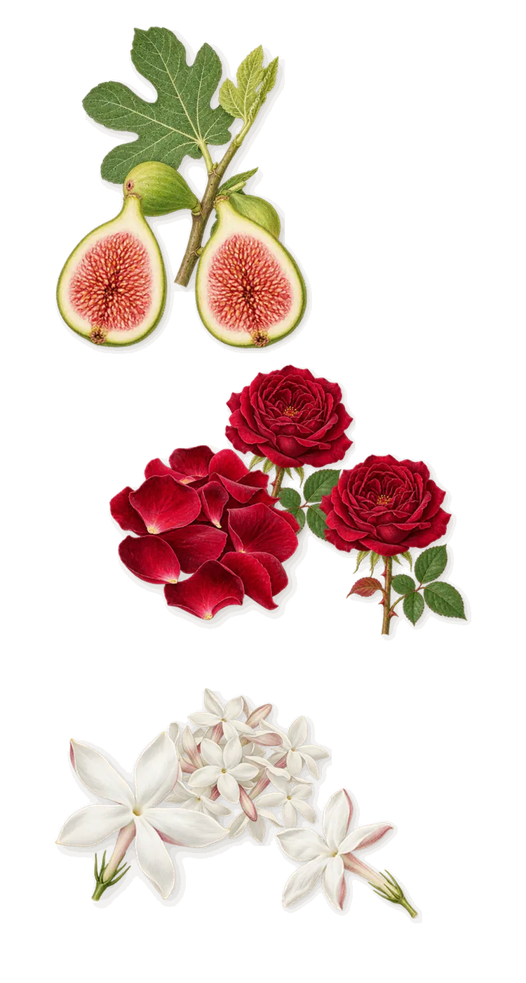 Figue Blanche, as it settles: Fig, Jasmine, Rose