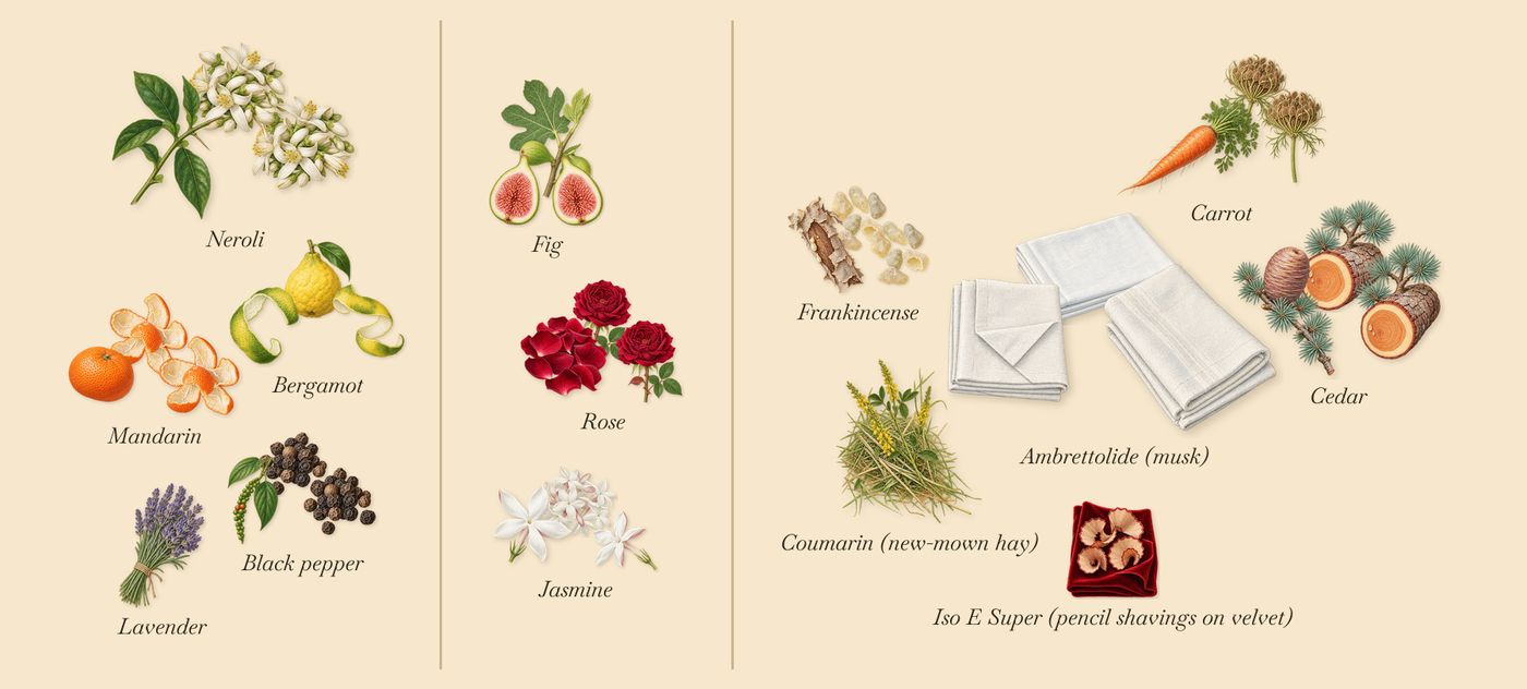 Figue Blanche’s scent picture, a draft: bergamot, mandarin, black pepper, fig, jasmine, rose drawn so far; dashed outlines where nothing is drawn yet
