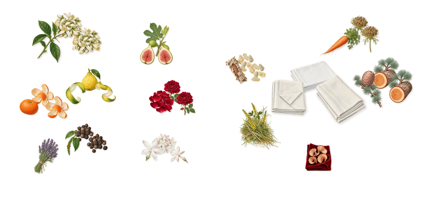 Figue Blanche’s scent picture, a draft: bergamot, mandarin, black pepper, fig, jasmine, rose drawn so far; dashed outlines where nothing is drawn yet