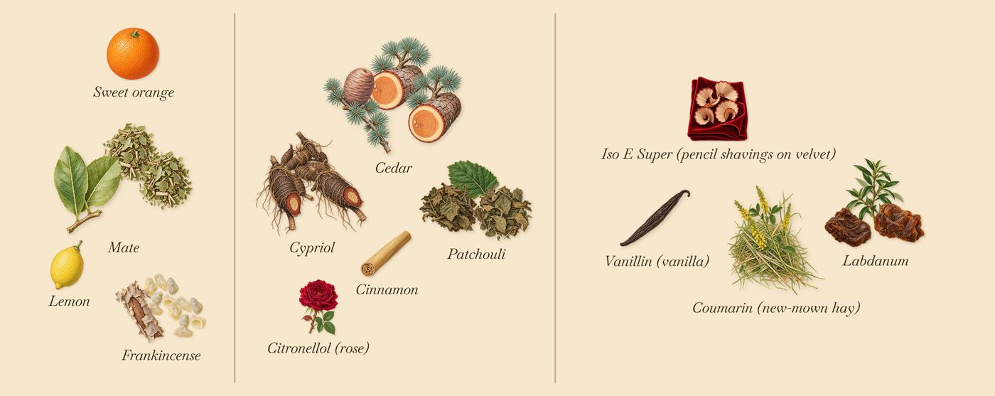 Fleur de Maté’s scent picture, a draft: mate, cedar, patchouli, cypriol, labdanum, frankincense drawn so far; dashed outlines where nothing is drawn yet